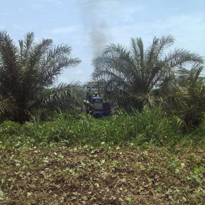 Kasaï Green Oil GO is an Agribusiness in DR Congo (4)