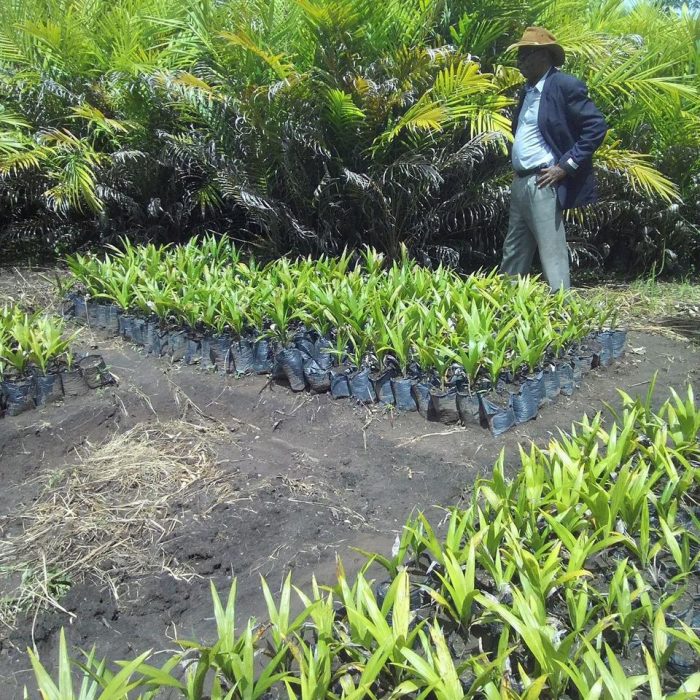 Kasaï Green Oil GO is an Agribusiness in DR Congo (5)